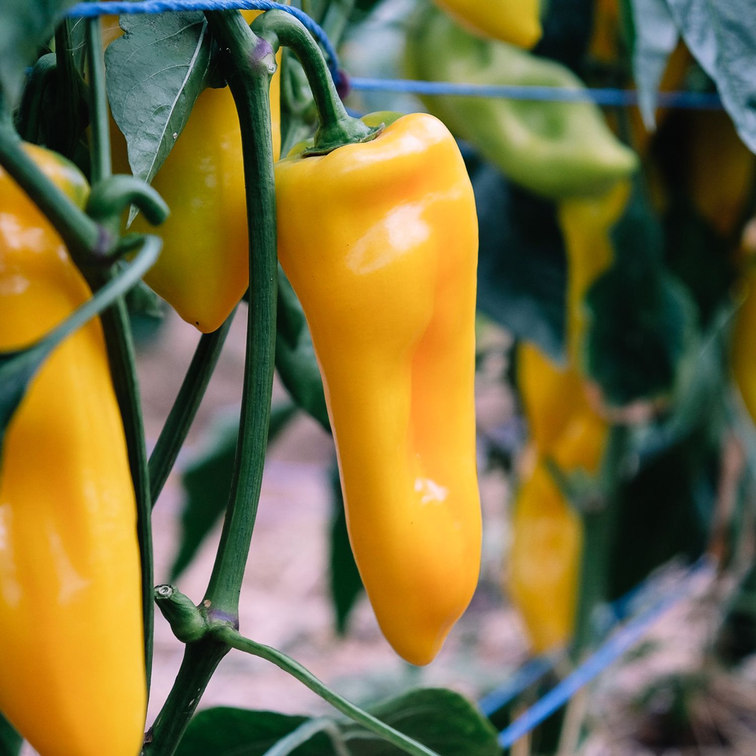 Oro (Capsicum annuum) Samen