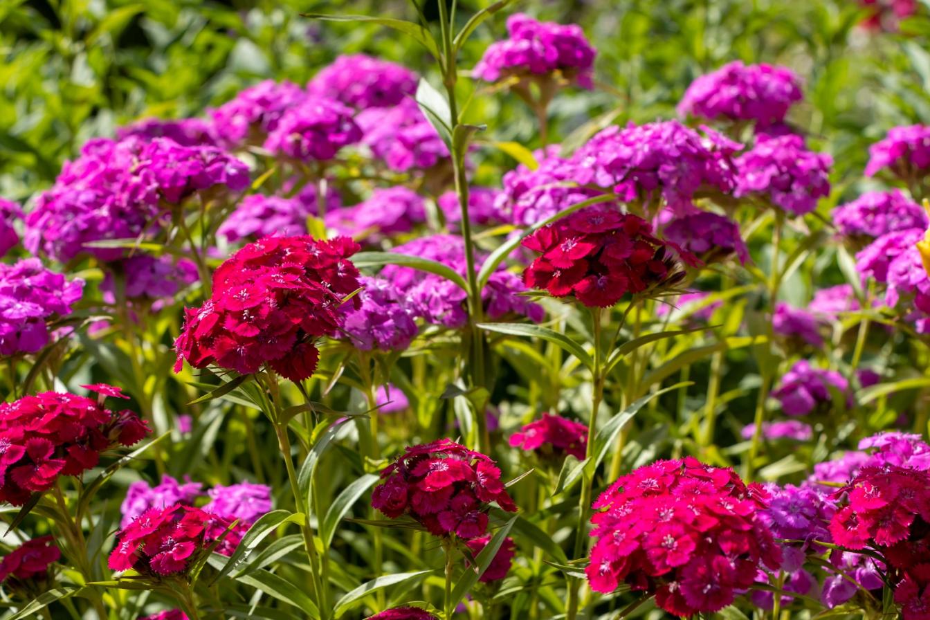 Bartnelke (Dianthus barbatus)