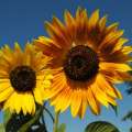 Vorschaubild 1 von Sonnenblume (verzweigt)