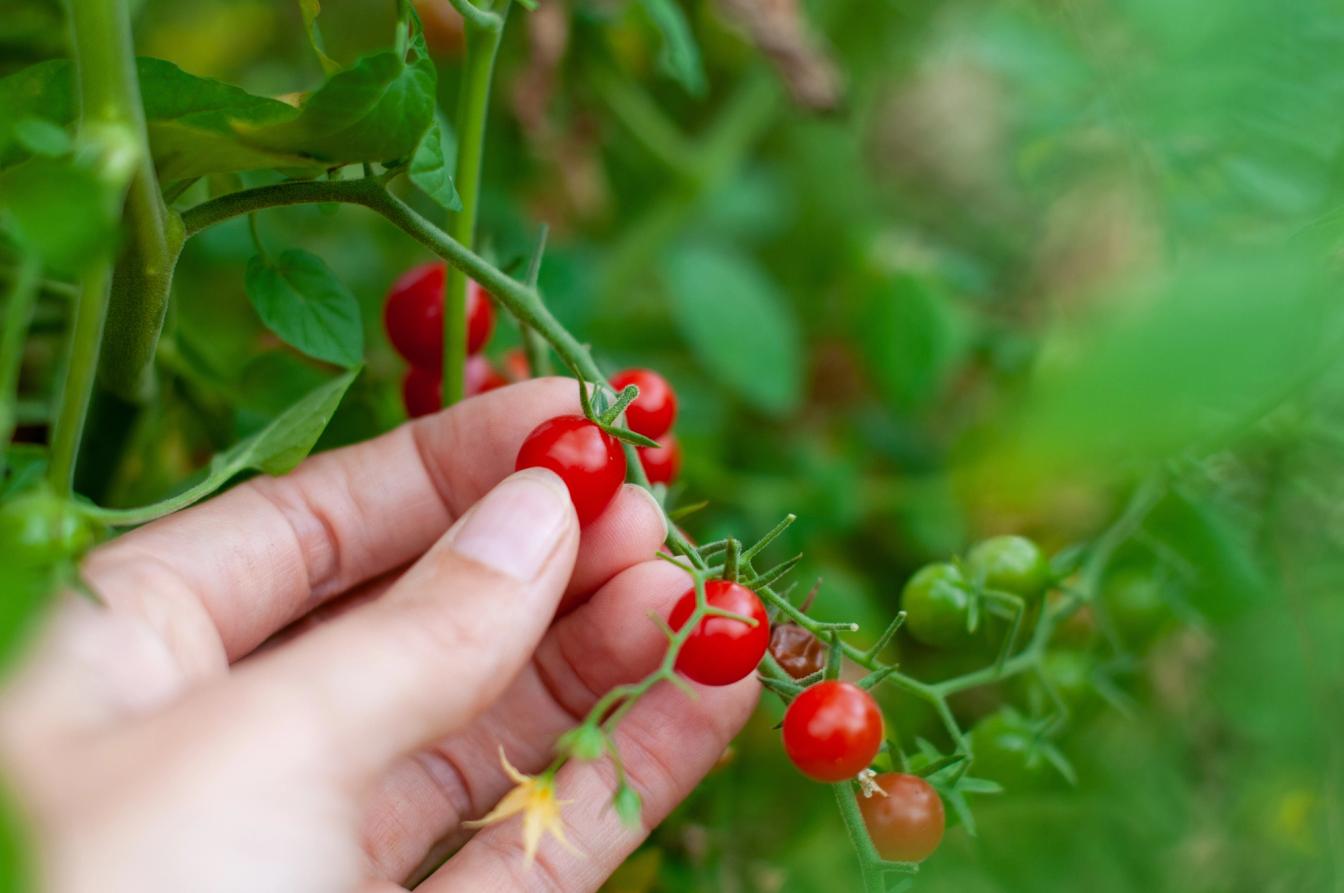 Früchte der Johannesbeertomate