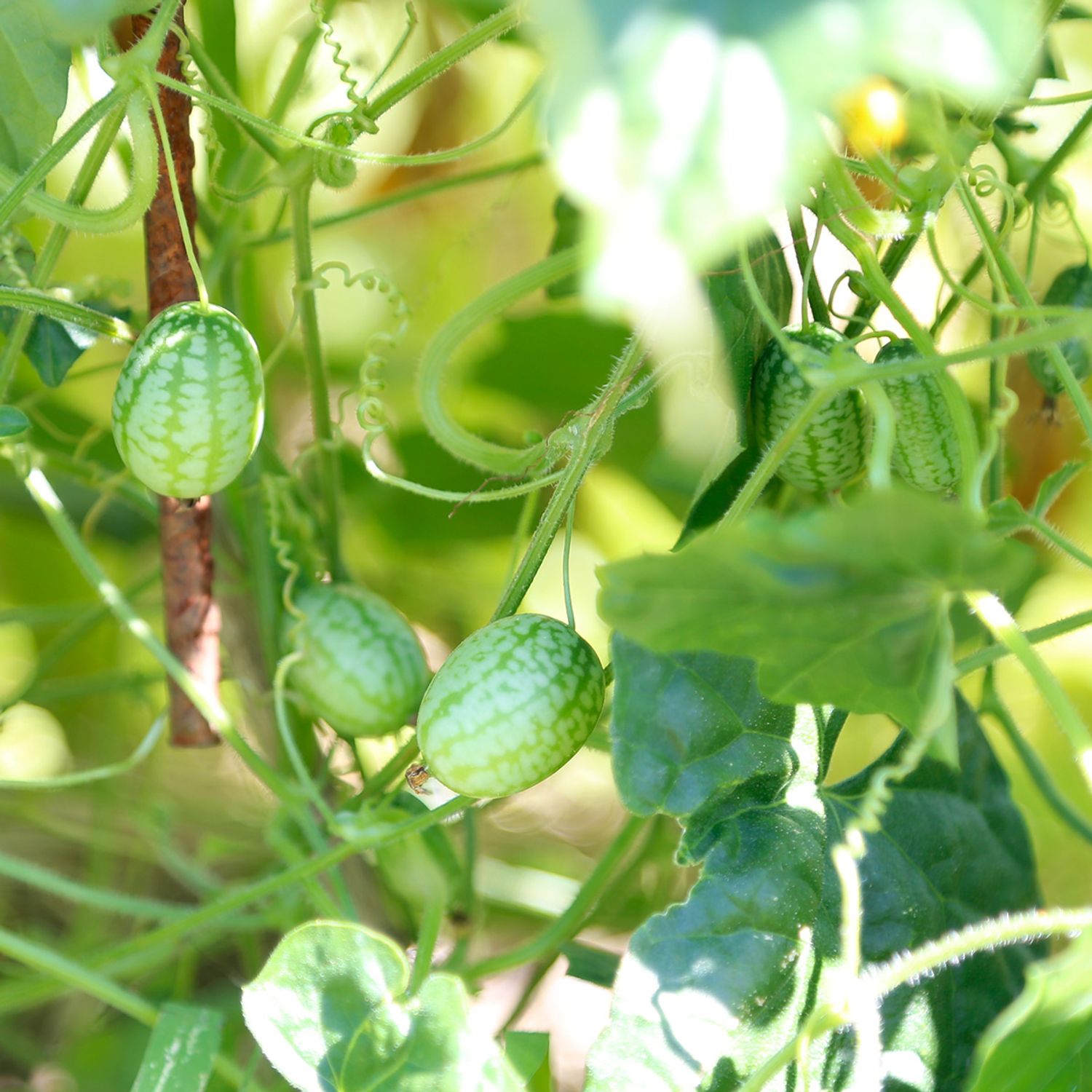 Cocktailgurke (Cucumis sativus) Samen