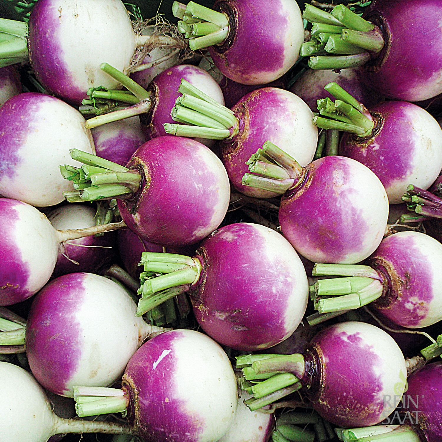 Blanc globe à collet violet (Brassica rapa L. var. rapa) Samen