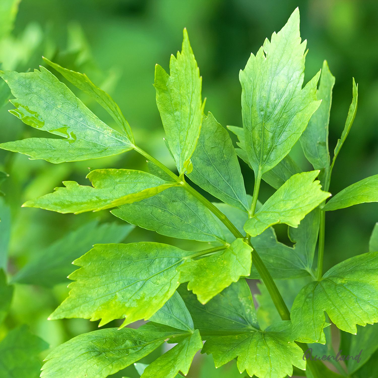 Liebstöckel (Levisticum officinalis) Samen