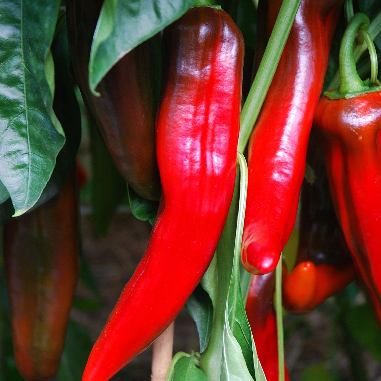 Corno Di Bue Rosso (Capsicum annuum) Samen