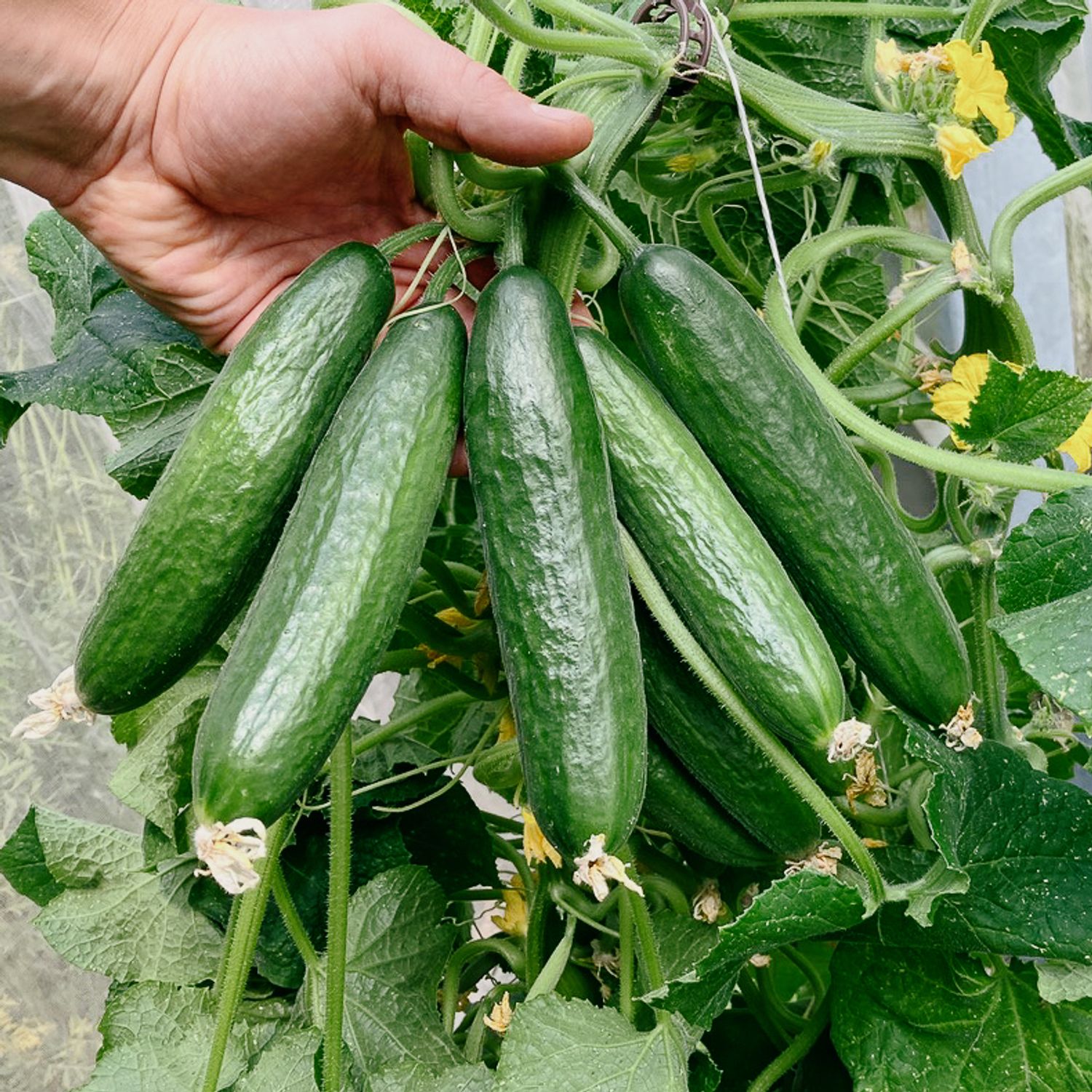 Minyara (Cucumis sativus) Samen