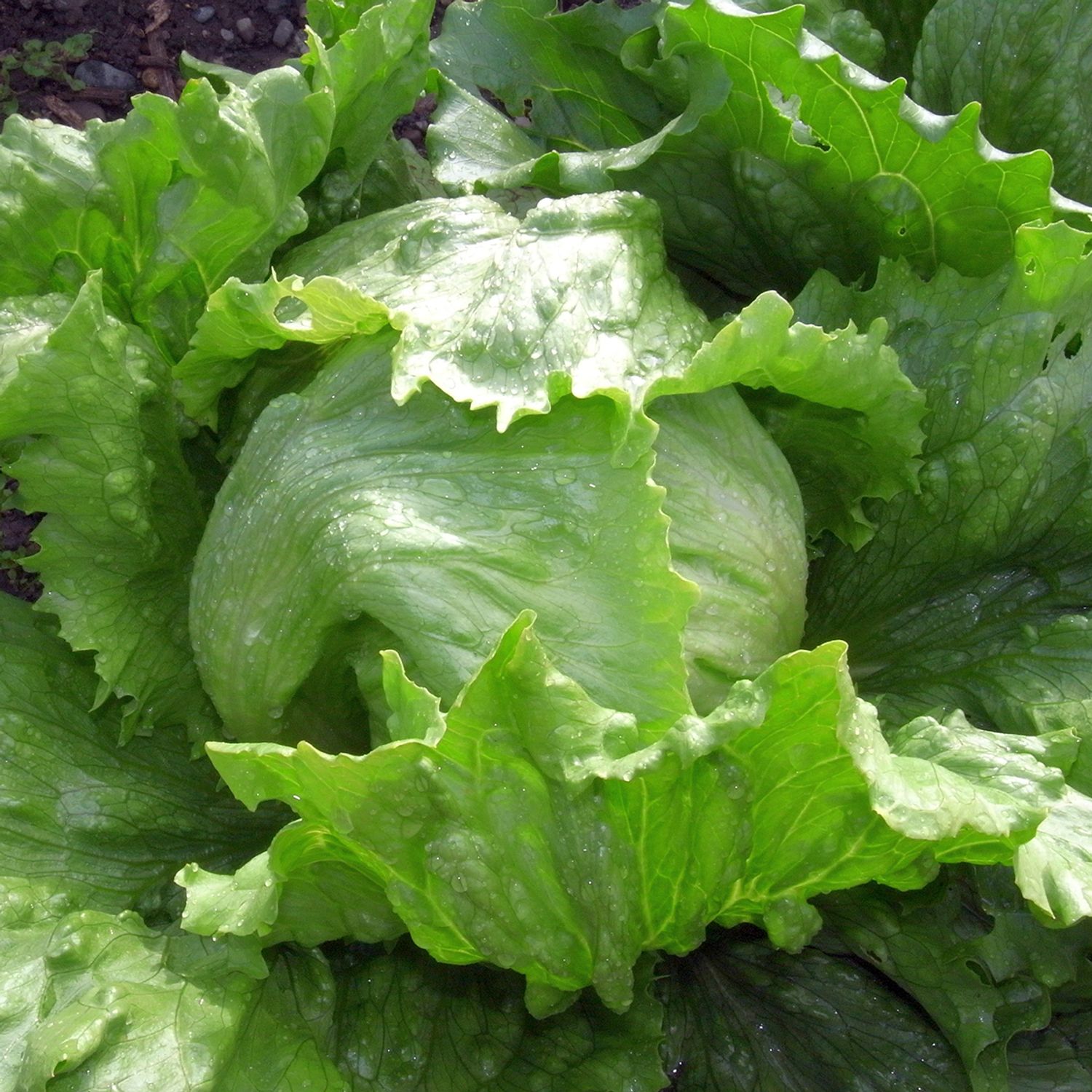 Saladin (Lactuca sativa) Samen