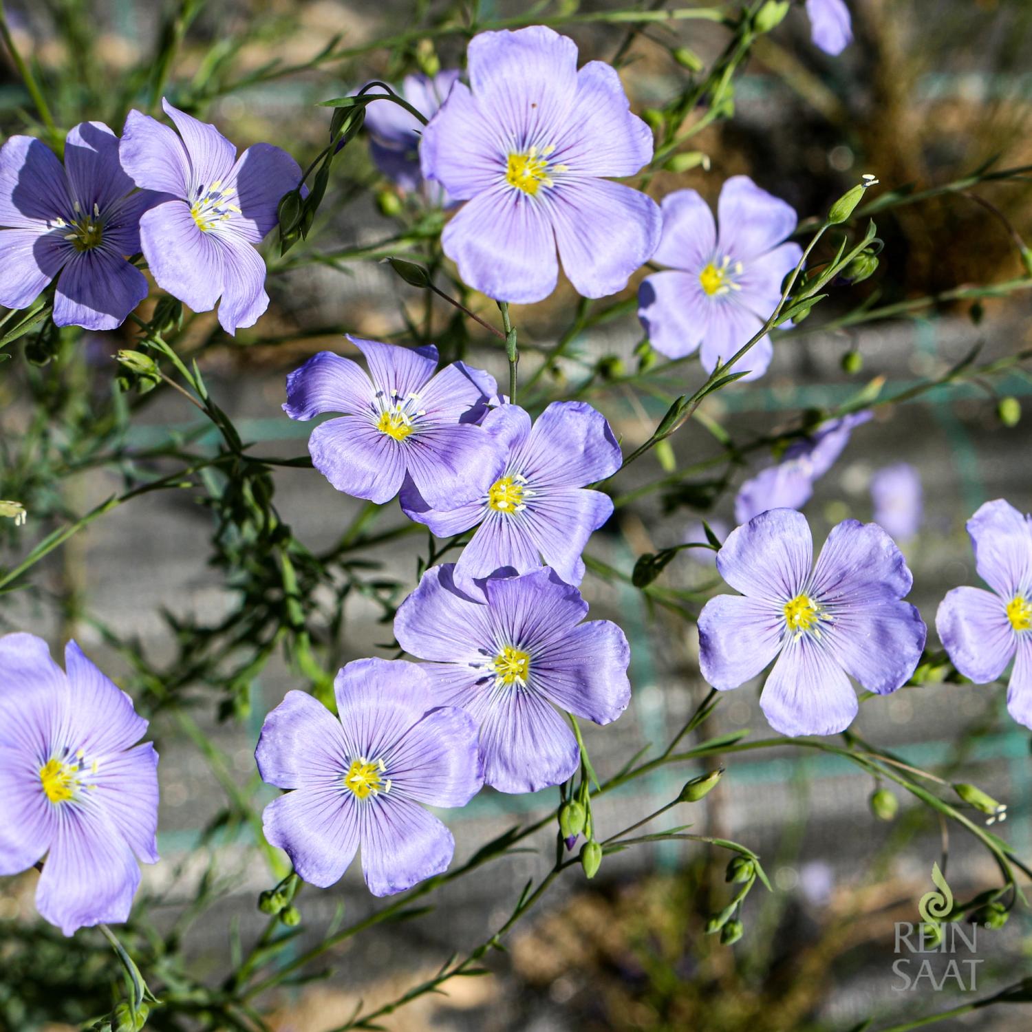 Himmelszelt (Linum perenne) Samen