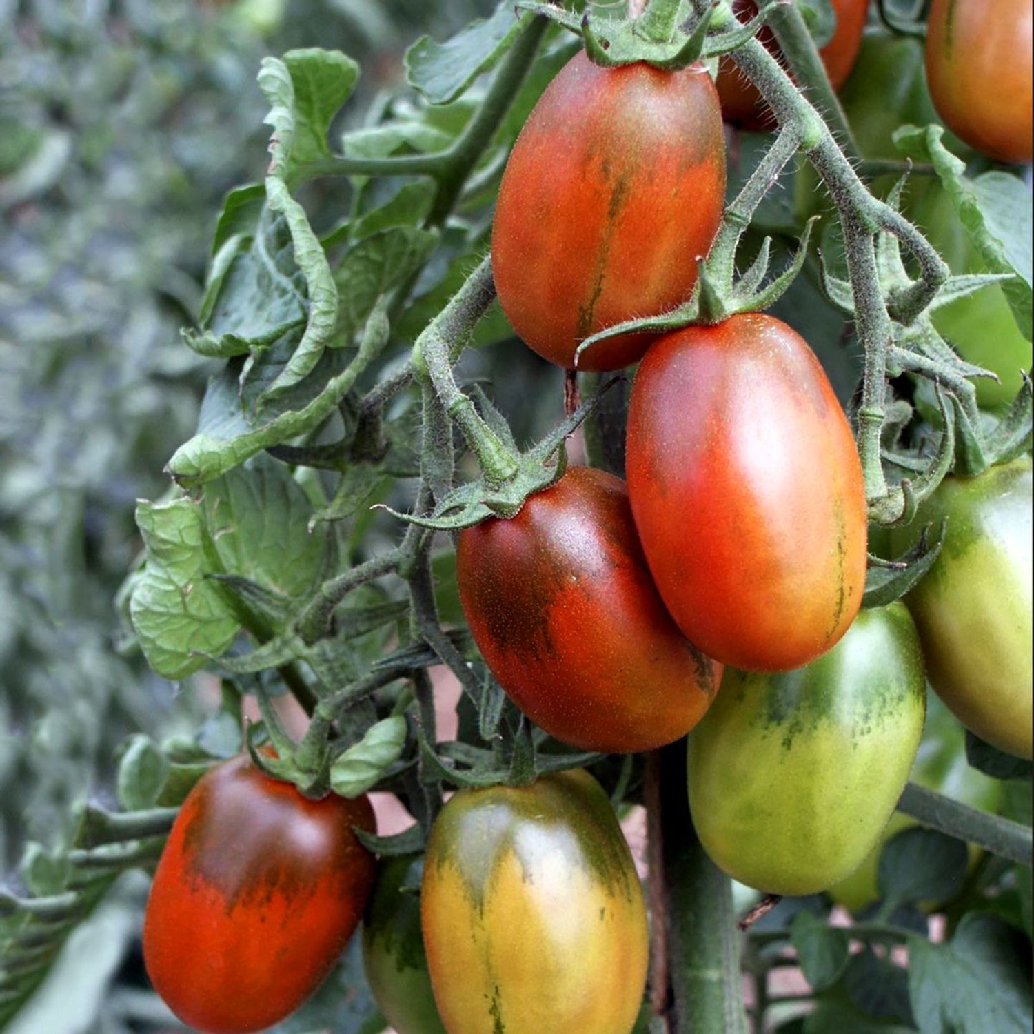 Black Plum (Solanum lycopersicum) Samen