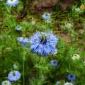 Vorschaubild 1 von Jungfer im Grünen, blau