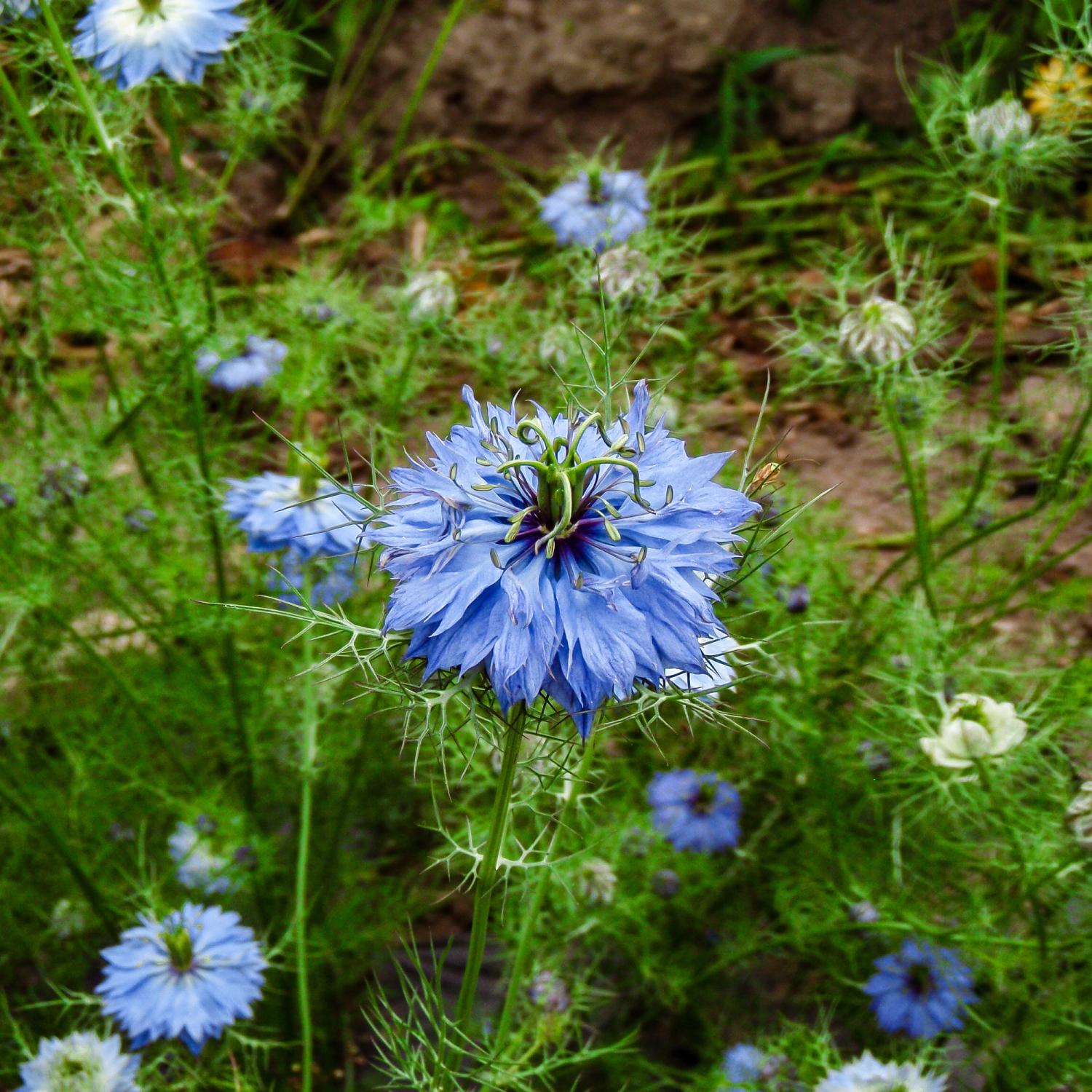 Jungfer im Grünen, blau (Nigella damascena) Samen