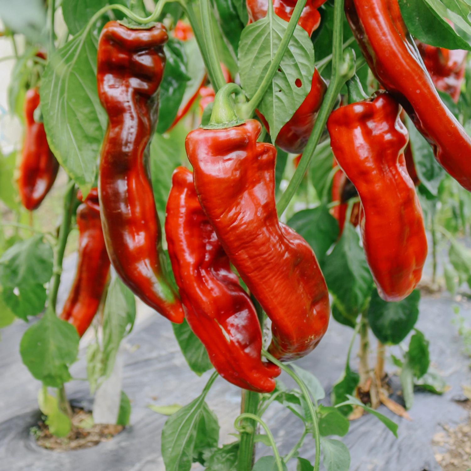 Sweet Palena (Capsicum annuum) Samen