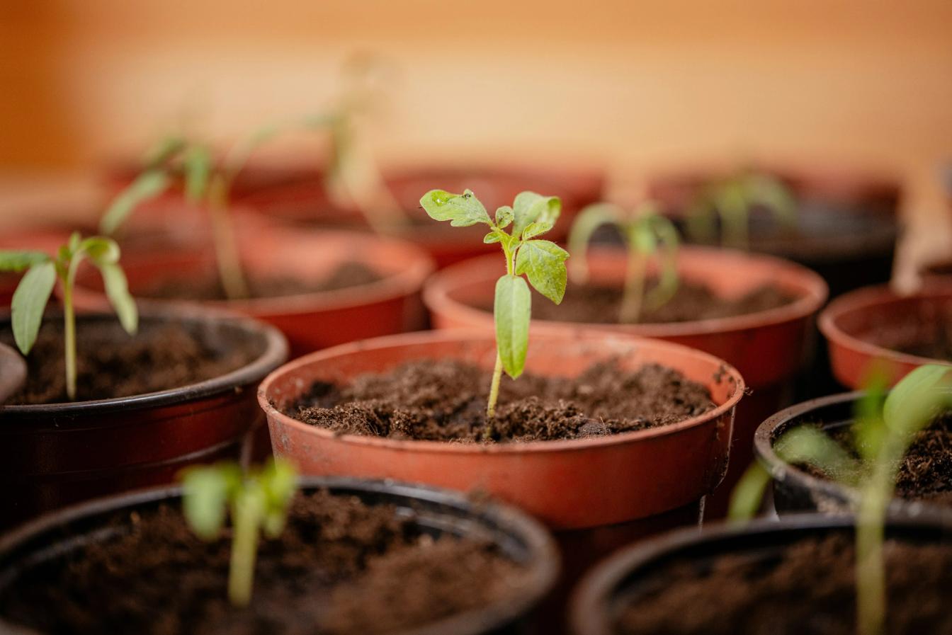 Tomatensetzlinge in Töpfen