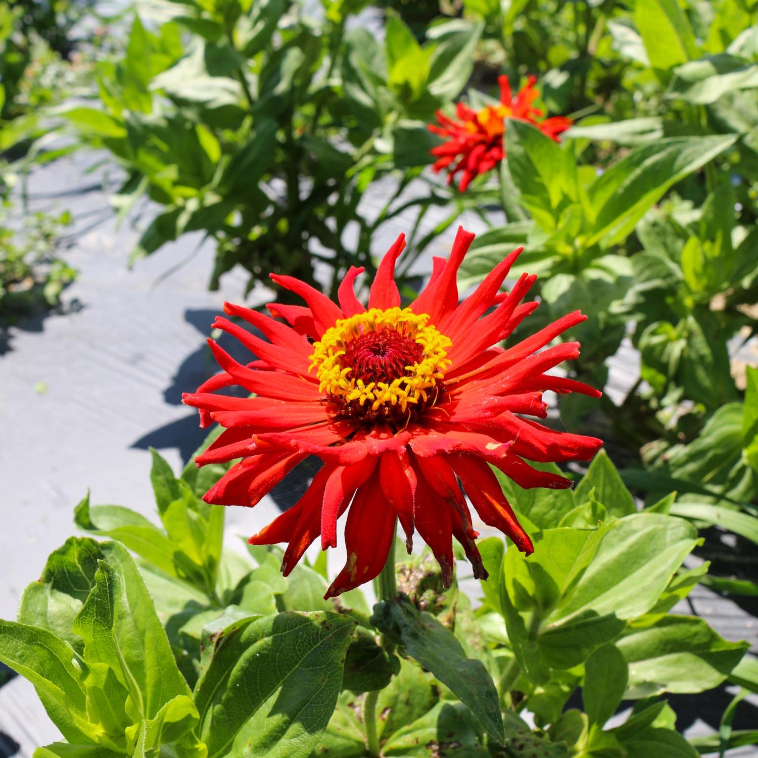 Zinnie Redman Super Cactus (Zinnia elegans) Samen