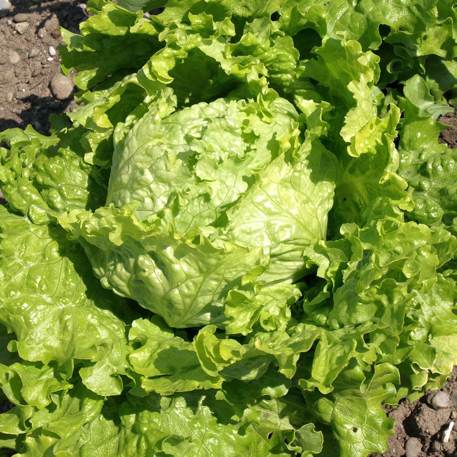 Laura (Lactuca sativa) Samen