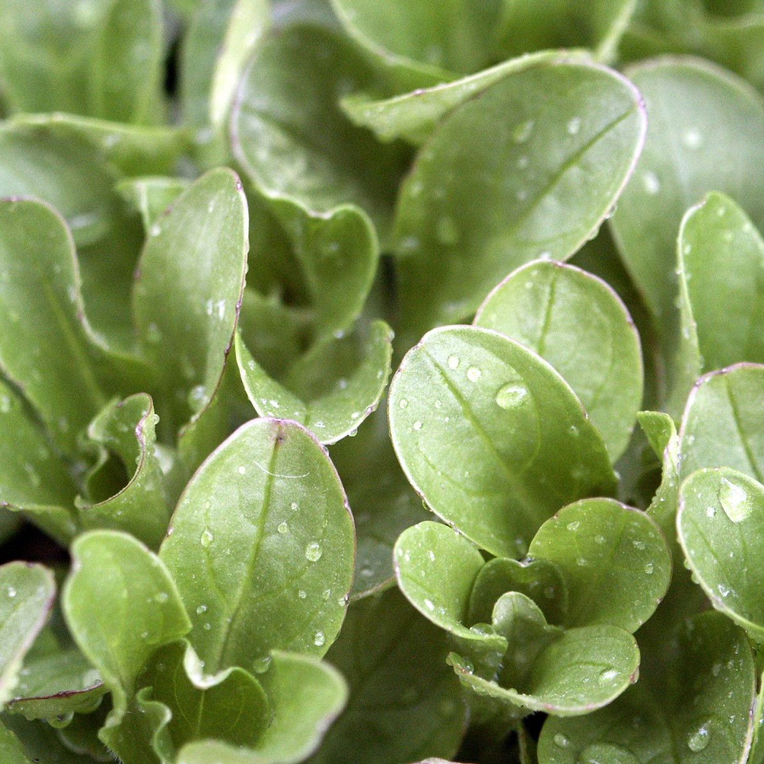 VIT (Valerianella locusta) Samen