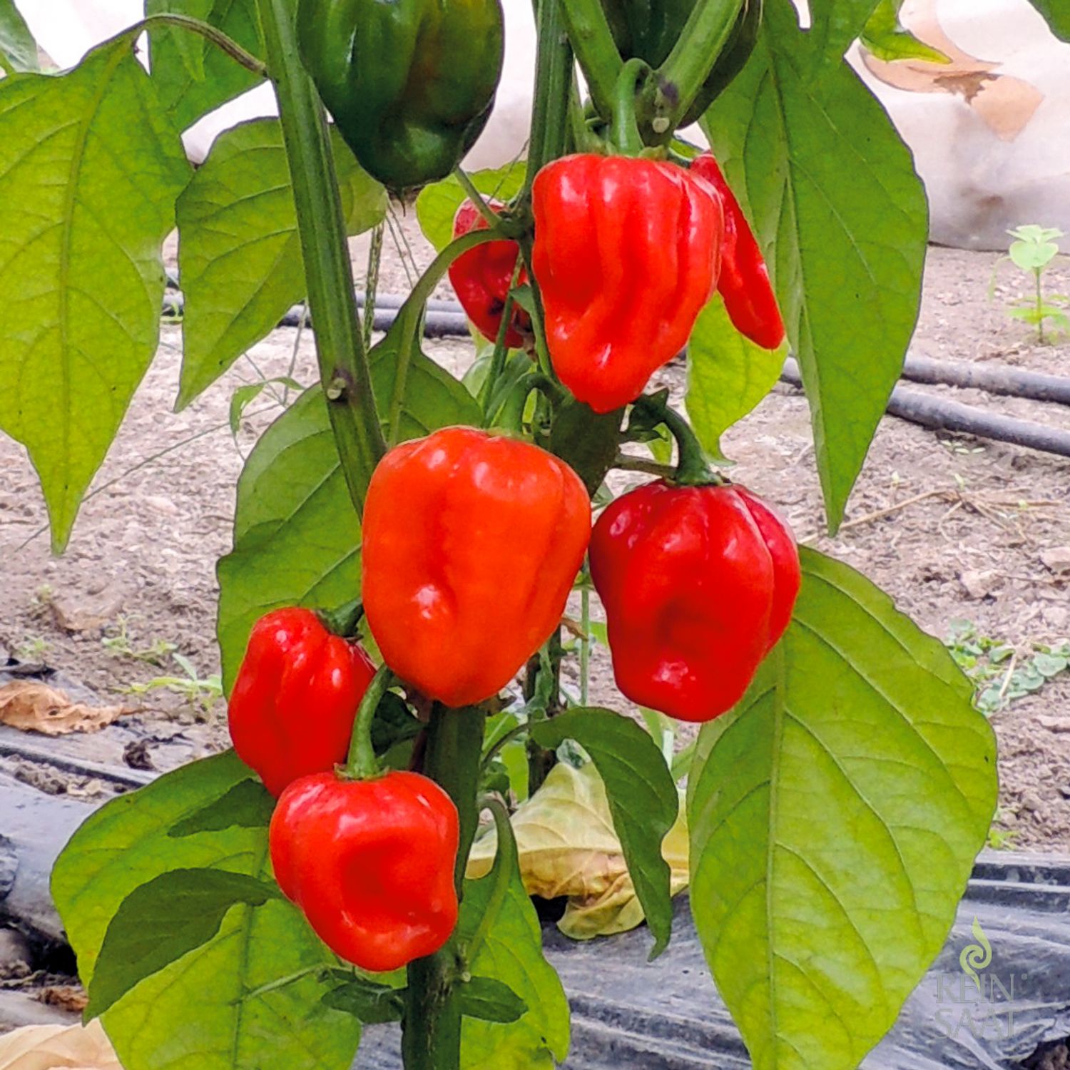 Habanero NuMex Suave Red (Capsicum chinense) Samen