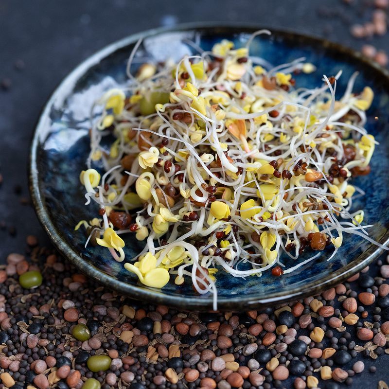 500g Bio Keimsaat 'Vitamin Cocktail Mix'  Sprossen-Saatgut Von Saatzucht  Bardowick (Vegan) Keimsprossen Samen