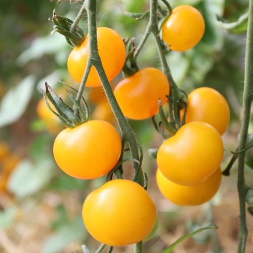 Tomaten "Gelbe von Thun"