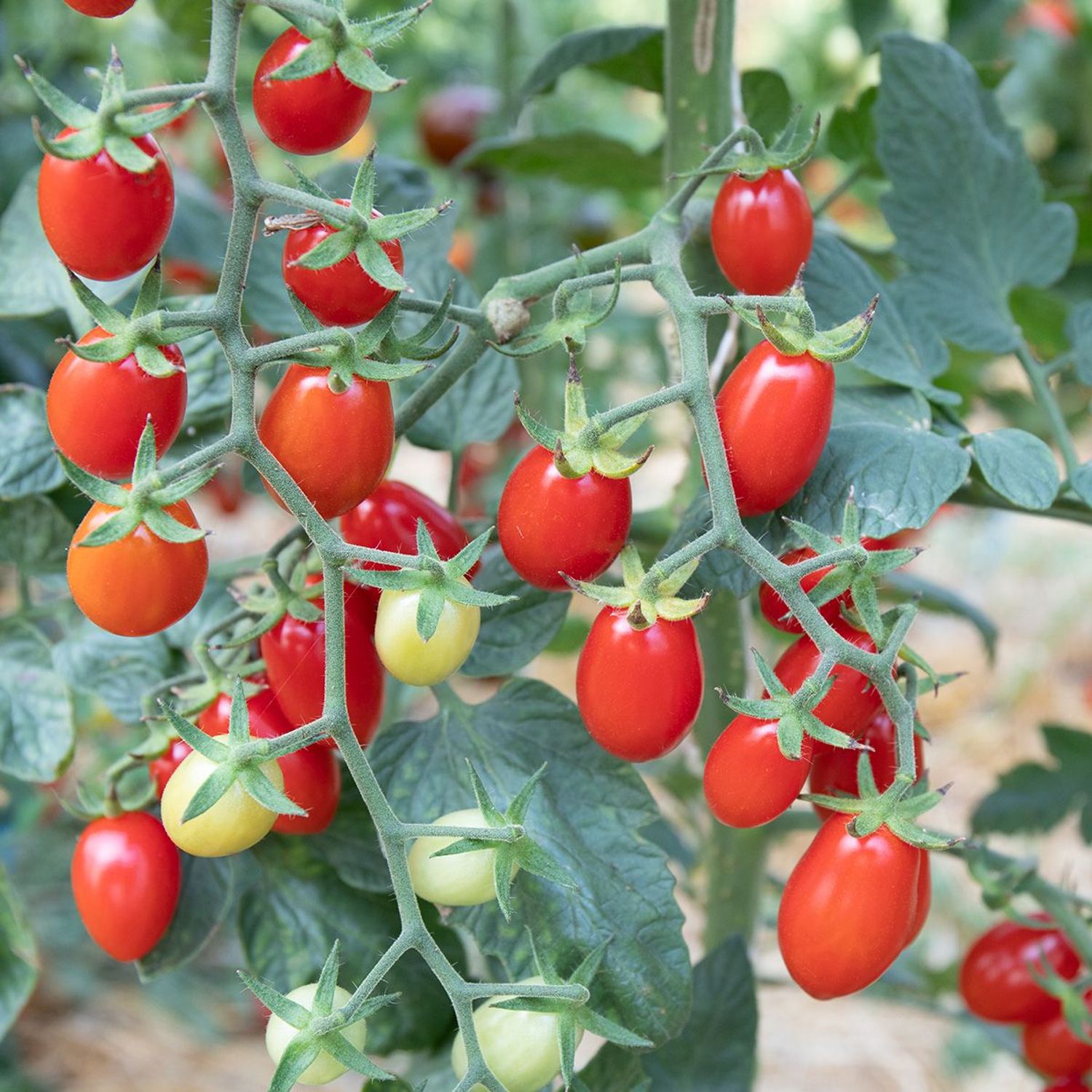 Pulcina (Solanum lycopersicum) Samen