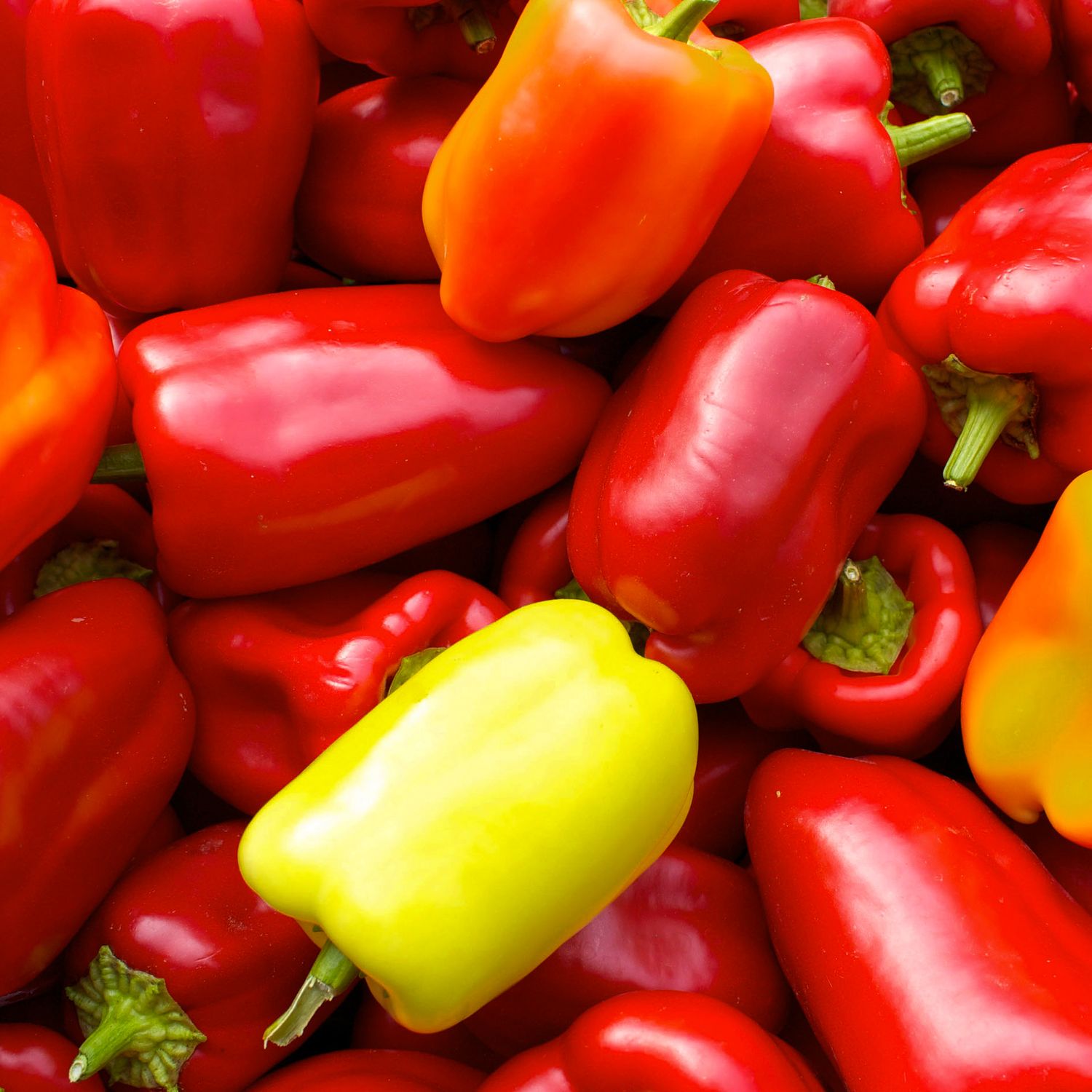 Albaregia (Capsicum annuum) Samen