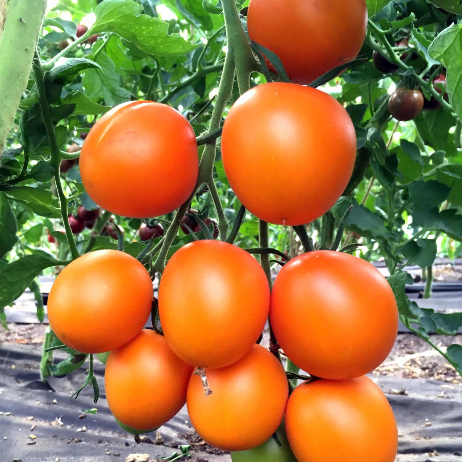 Auriga (Solanum lycopersicum) Samen