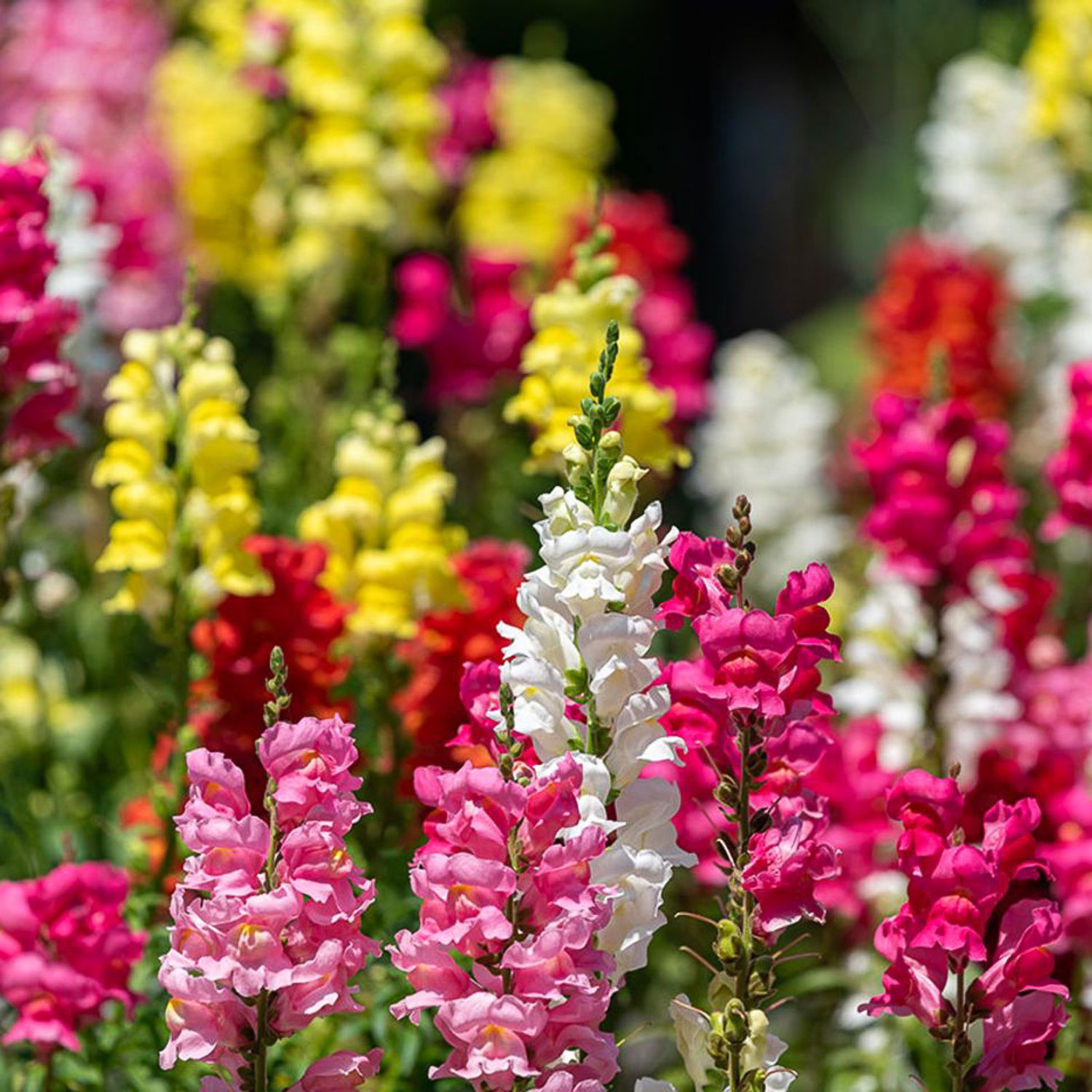 Löwenmäulchen (Antirrhinum majus) Samen