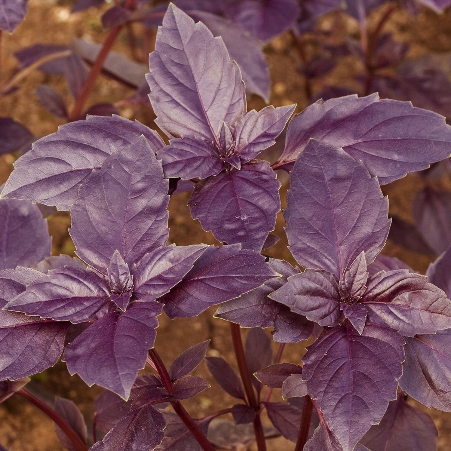 Basilikum Rotblättrig (Ocimum basilicum) Samen