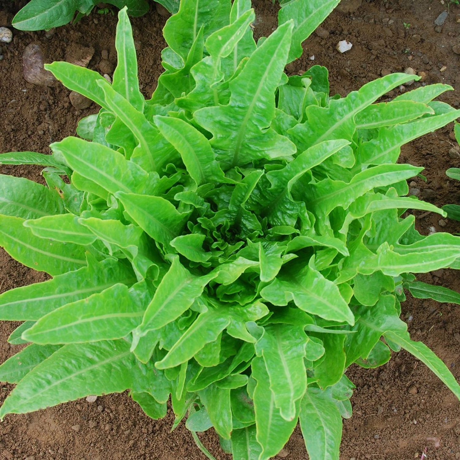 Lattughino Verde (Lactuca sativa) Samen