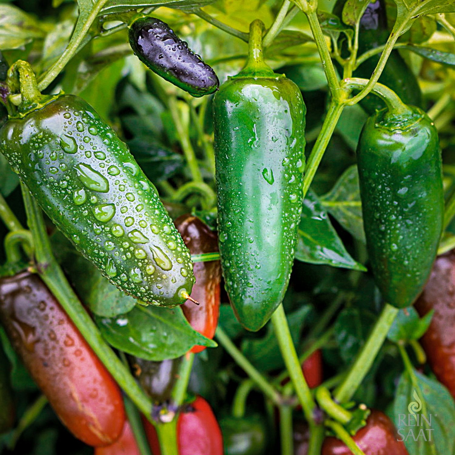 Jalapeño Santiago (Capsicum annuum) Samen