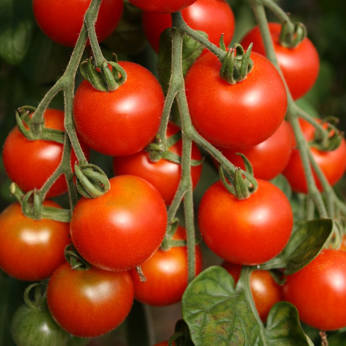 Zuckertraube (Solanum lycopersicum) Samen