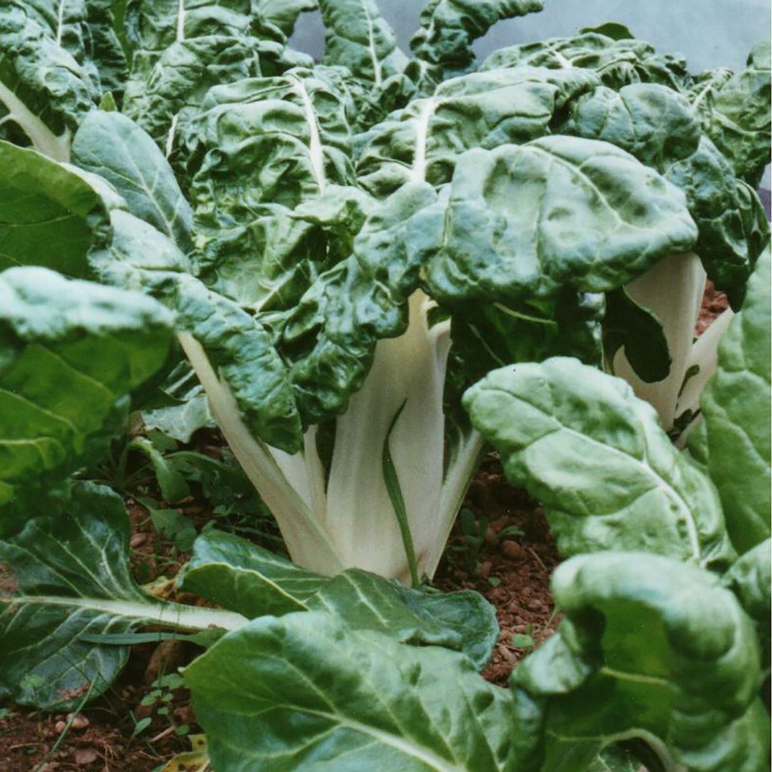 Genfer (Beta vulgaris var. flavescens) Samen