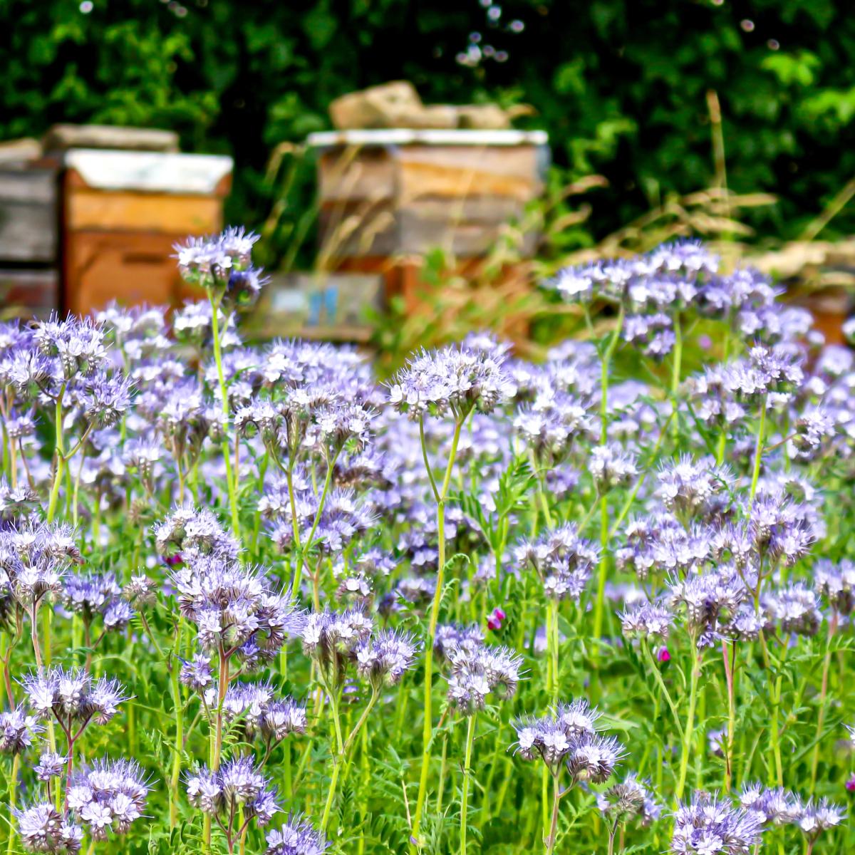 Phacelia  Blumen - Altes & historisches Saatgut