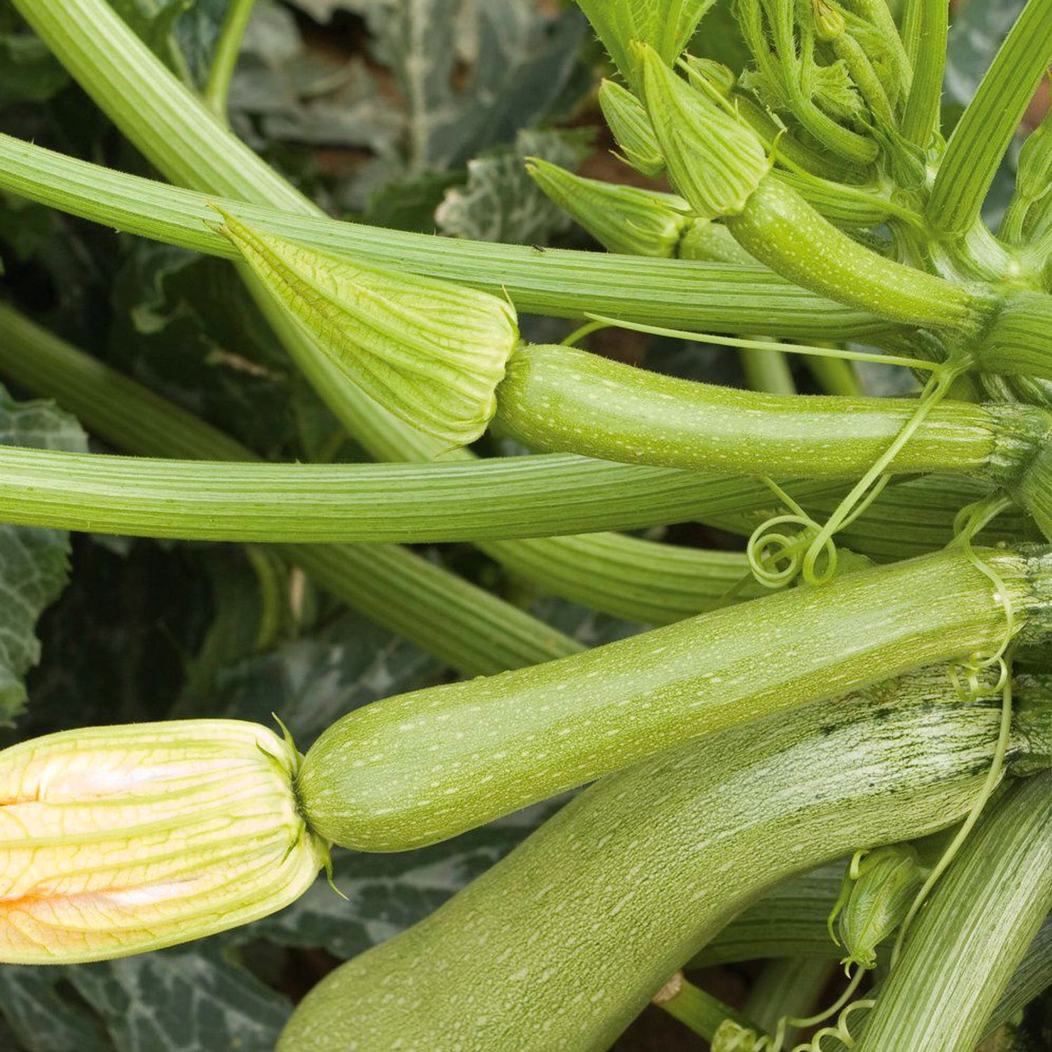 Alberello Du Sarzana (Cucurbita pepo) Samen