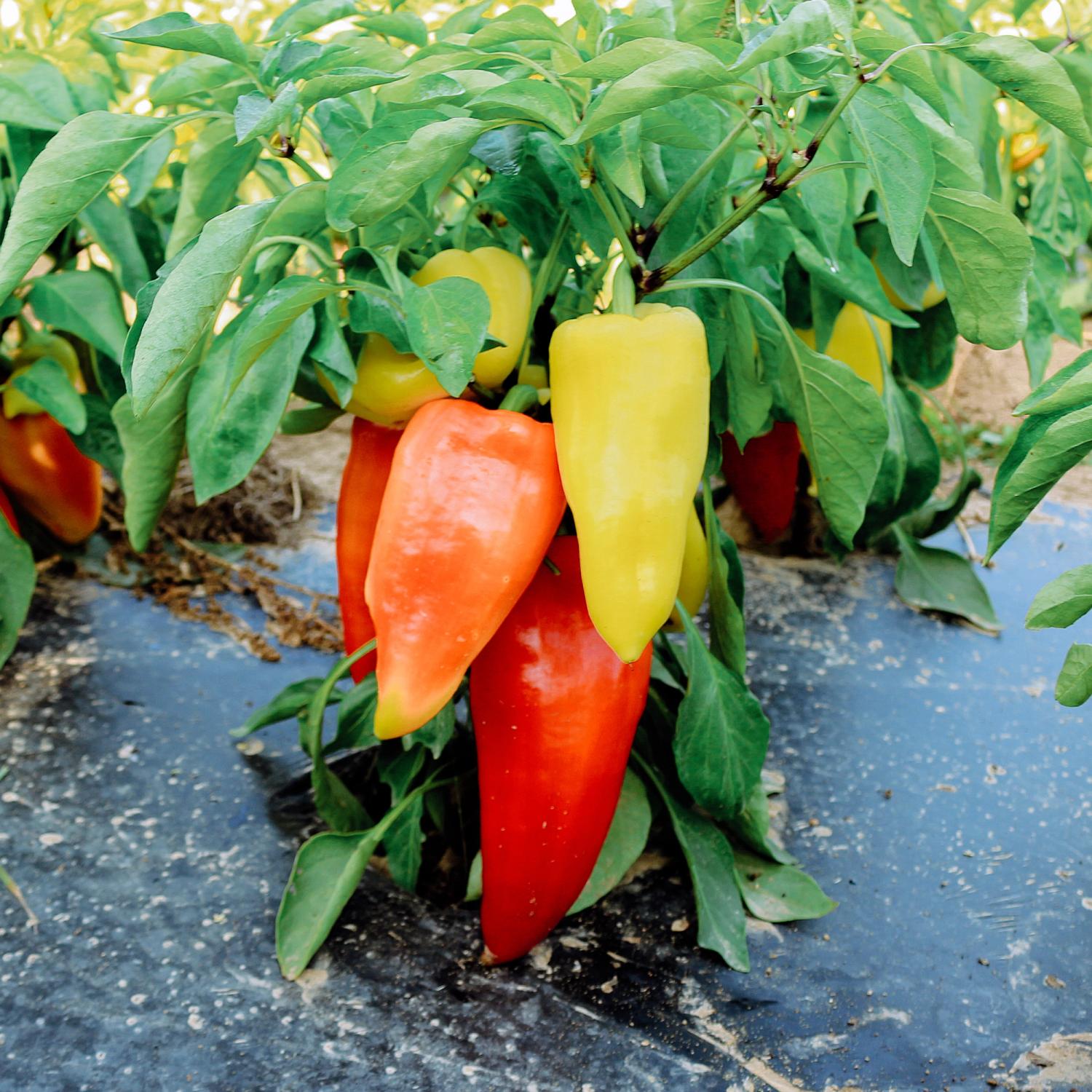 Monanta (Capsicum annuum) Samen