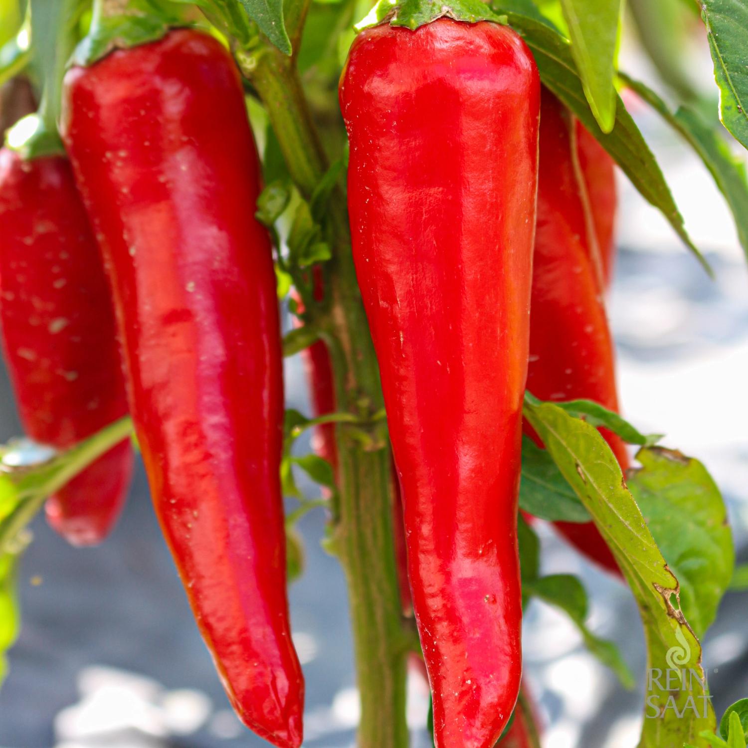 Poot pepper (Capsicum annuum) Samen