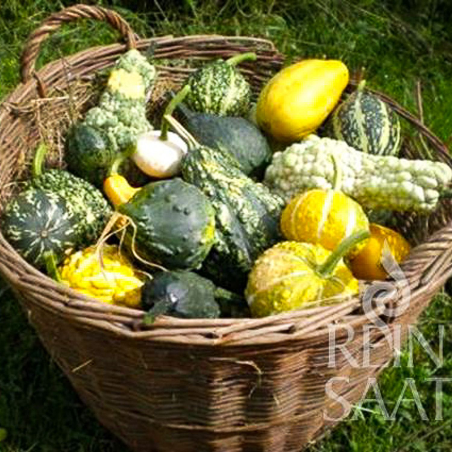 Mischung kleinfrüchtig (Cucurbita pepo) Samen