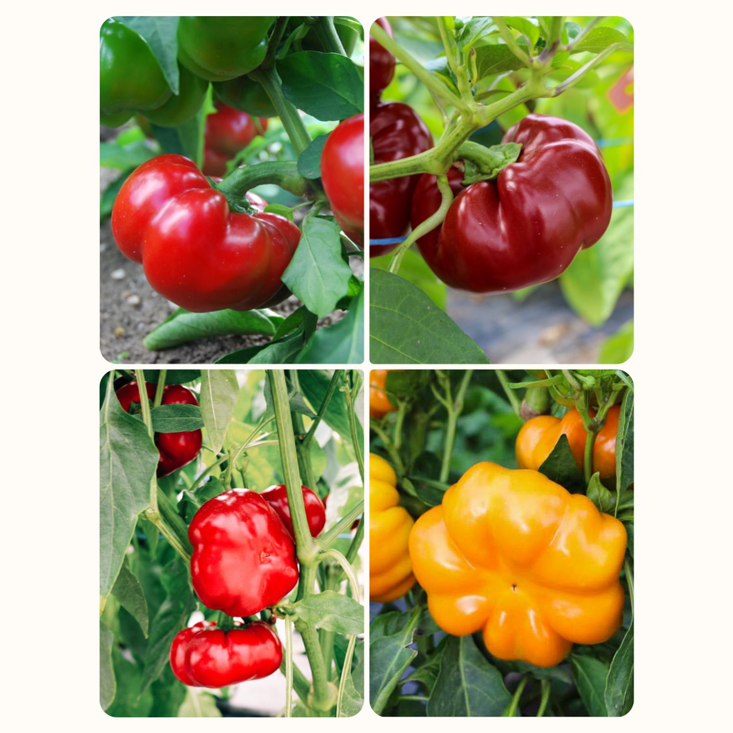 Set: Tomatenpaprika Samen