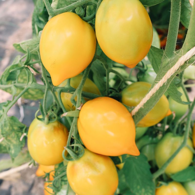 Citrina » Salattomate - Altes & historisches Saatgut