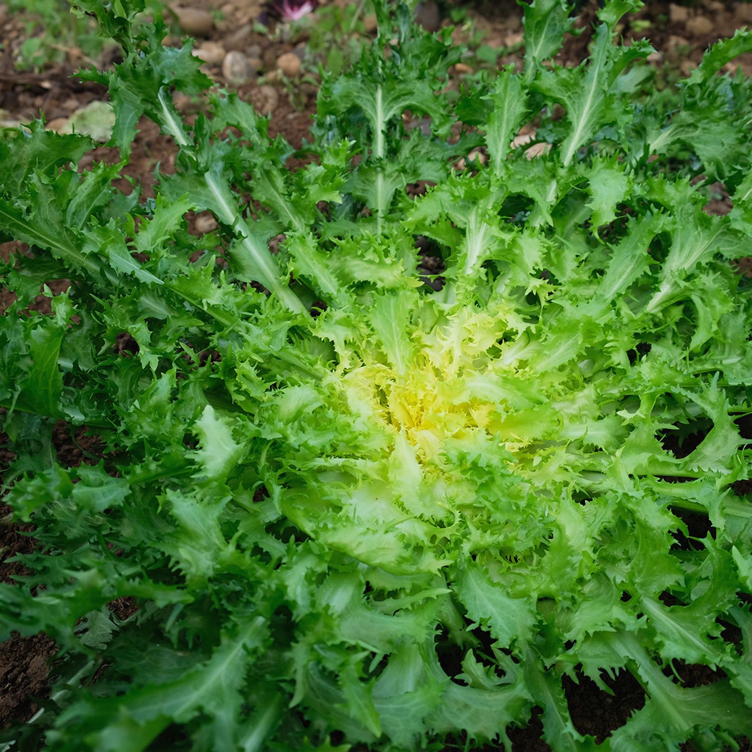 Wallonne (Cichorium endivia) Samen