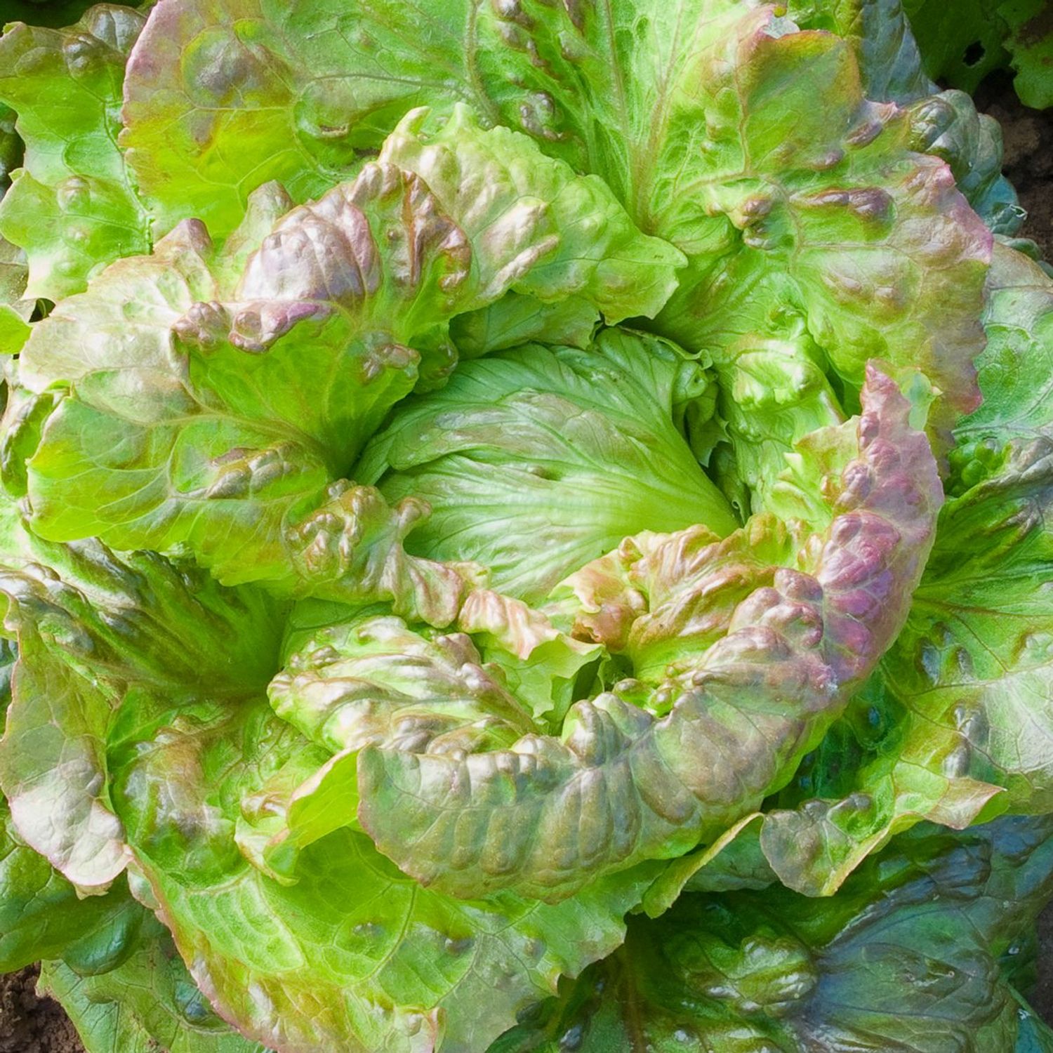 Maravilla De Verano (Lactuca sativa) Samen