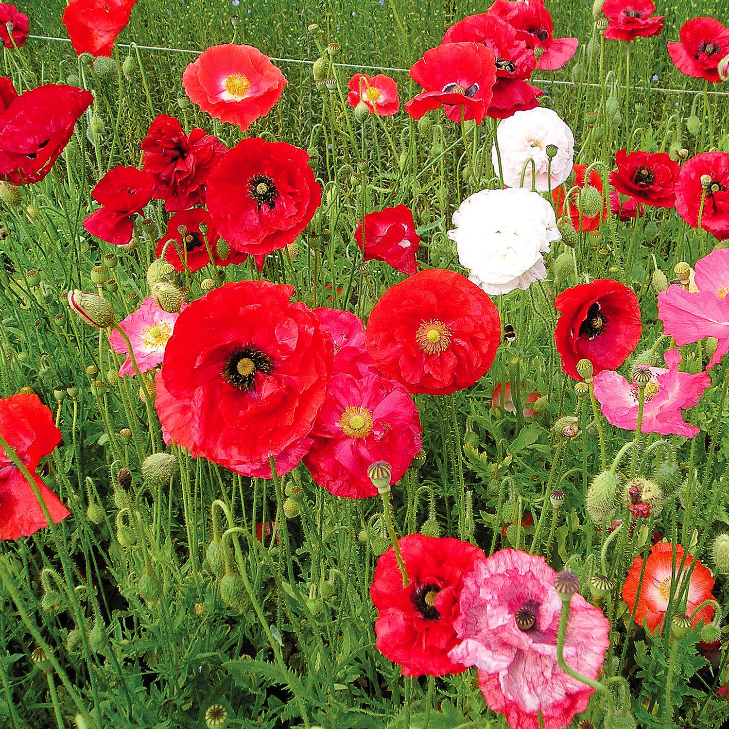 Klatschmohn (Papaver rhoeas) Samen