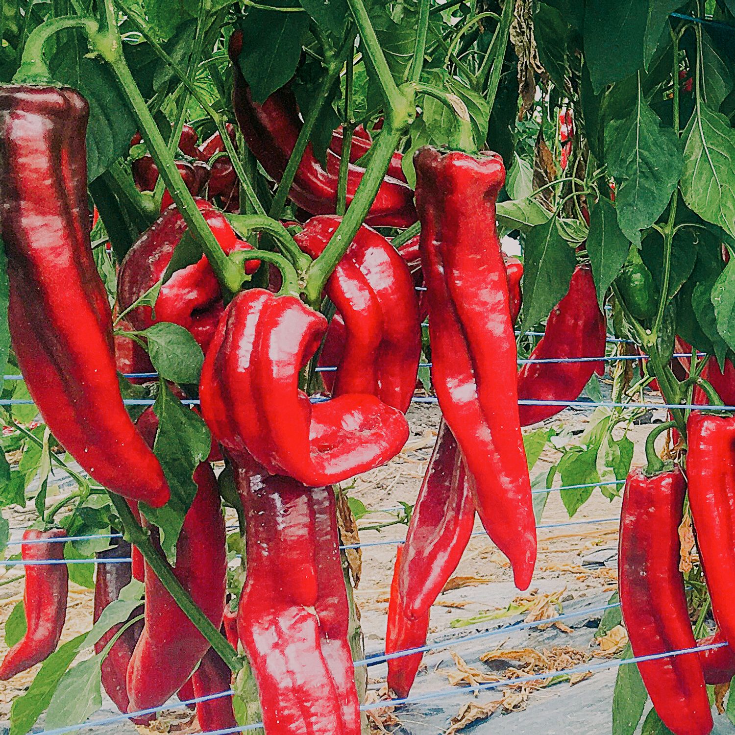 Roviga (Capsicum annuum) Samen