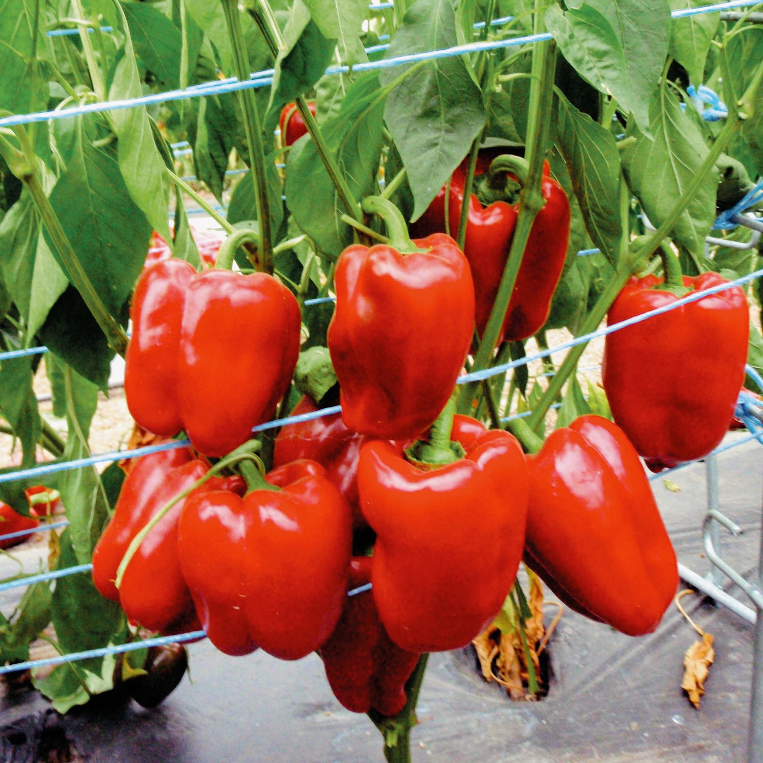 Quadrato d'Asti rosso (Capsicum annuum) Samen