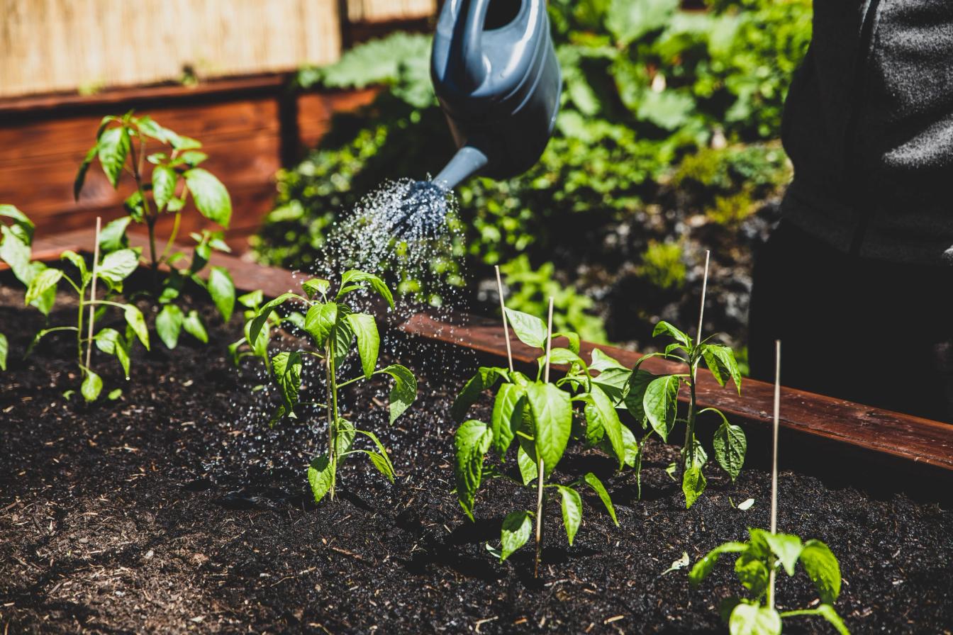 Chilipflanzen werden gegossen