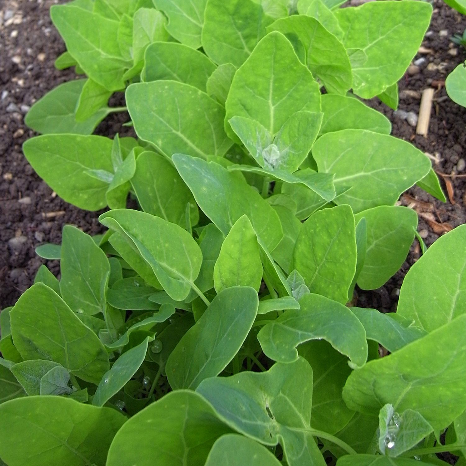 Grüne Gartenmelde (Atriplex hortensis) Samen