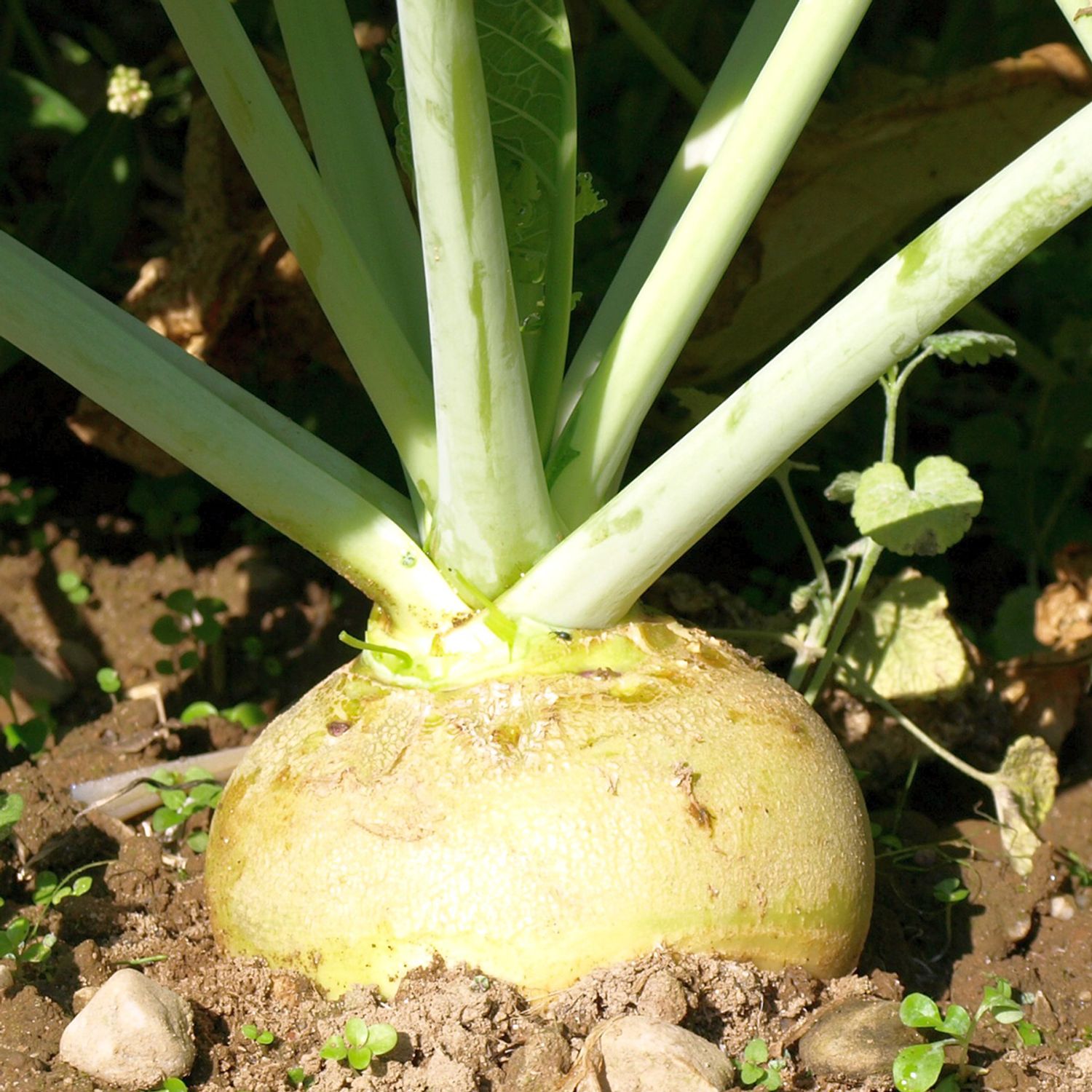 Wilhelmsburger (Brassica napus) Samen