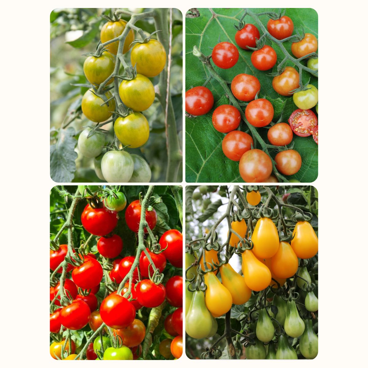 Set: Cherrytomaten Samen