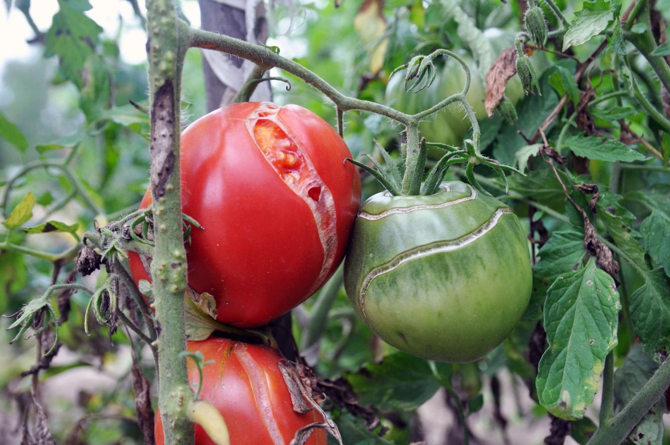 Eine geplatzte Tomate