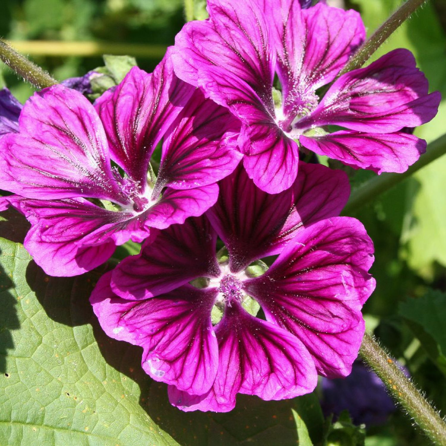 Blaue Malve (Malva sylvestris mauretanica) Samen