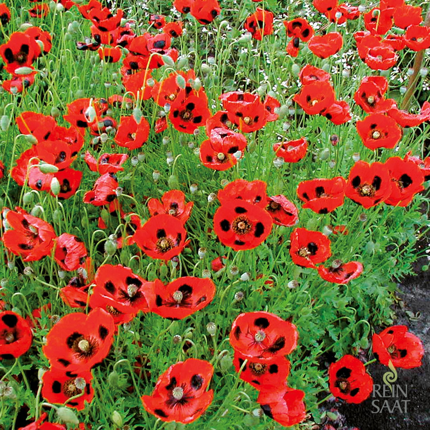 Klatschmohn Pierrot (Papaver rhoeas) Samen